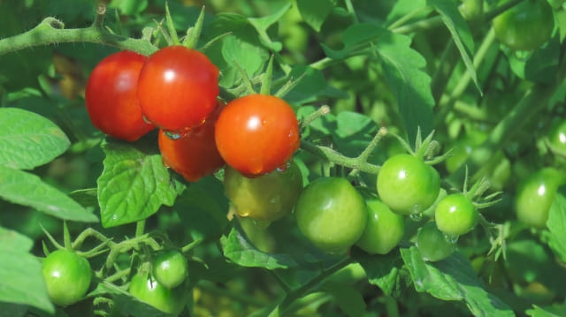 夏の家庭菜園の定番ミニトマト